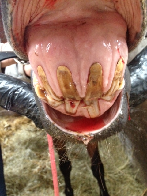 EOTRH (Equine Odontoclastic Teeth Resorption And Hypercementosis), Schneidezahnerkrankung Pferd, Zahnextraktion Pferd