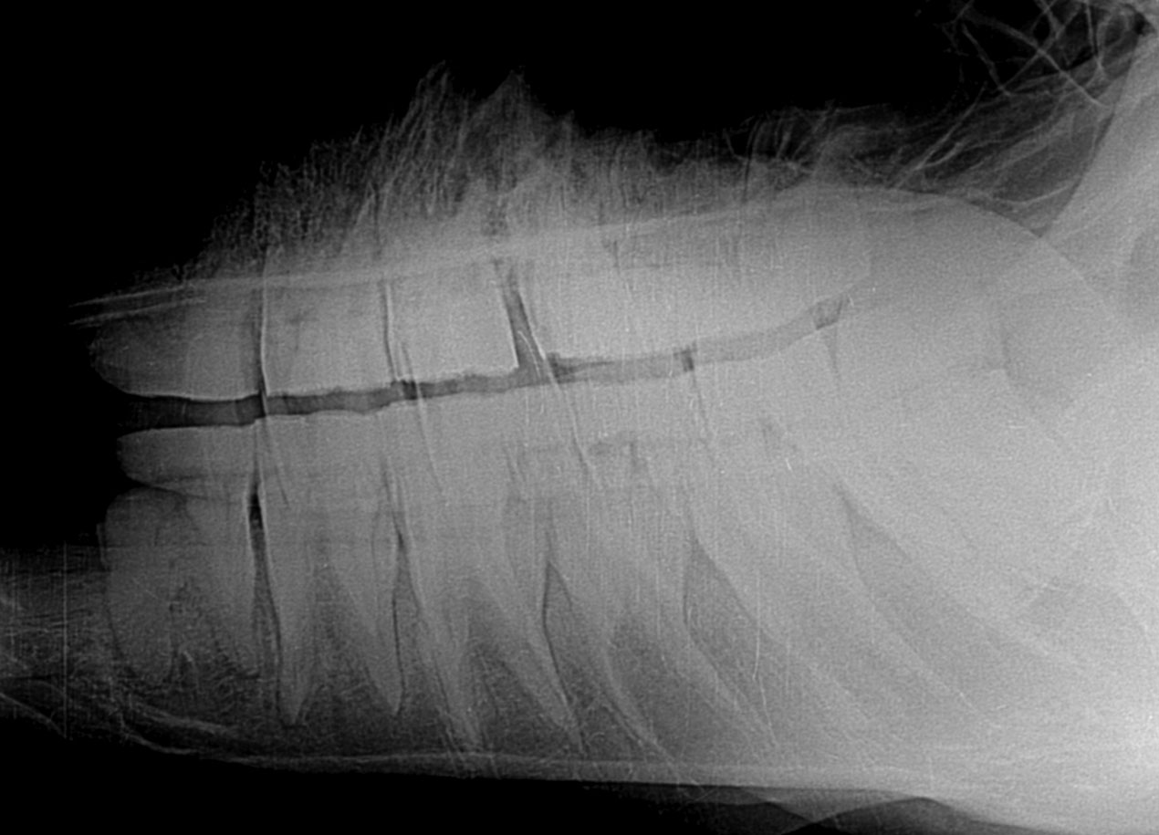 Diastema, Diastase Pferd, Pferdezahnarzt