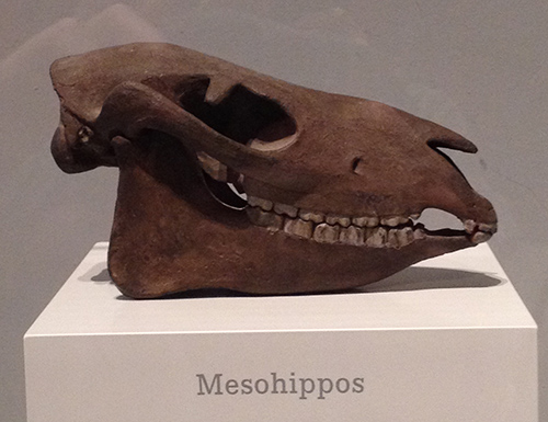 Mesohippos