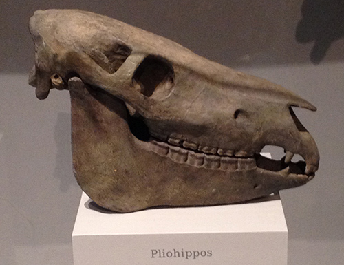 Pliohippos